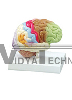 The model of brain function (color to partition)